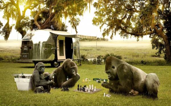 Photograph James Quantz Jr Airstreamin Apes Chess Club on One Eyeland